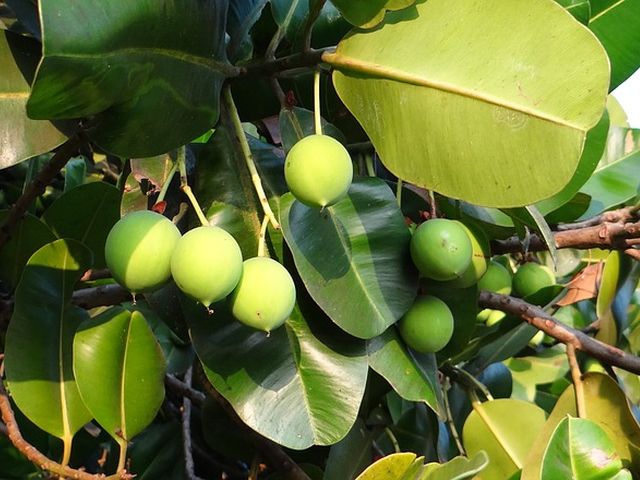 calophylle tamanu
